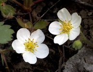 Wild Strawberries 9207